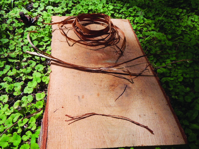 poplar-cordage
